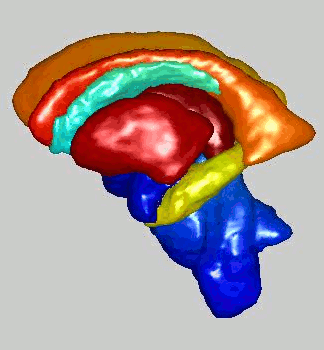 A view of the surface of some of the subcortical structures