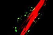Fluorescence image of cell on fibre