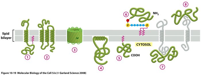diagram of plasma membrane proteins