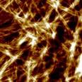 AFM image of nanofibrous gel