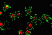 osteoblasts stained for f-actin