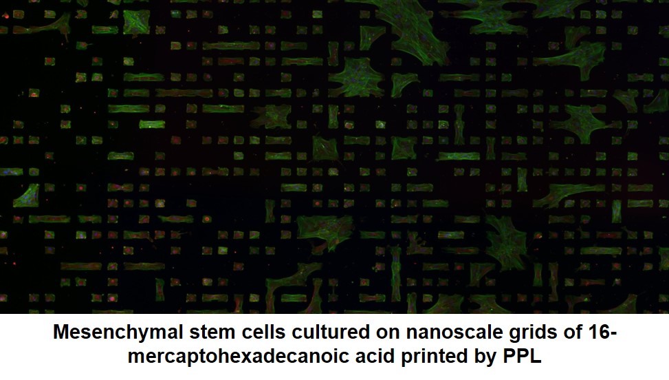 Epifluorescence image of mesenchymal stem cells cultured on nanoscale grids of 16-mercaptohexadecanoic acid printed on a gold substrate by PPL