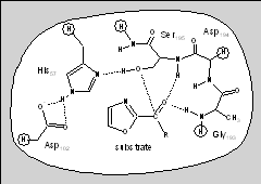 elastase active site with inhibitor