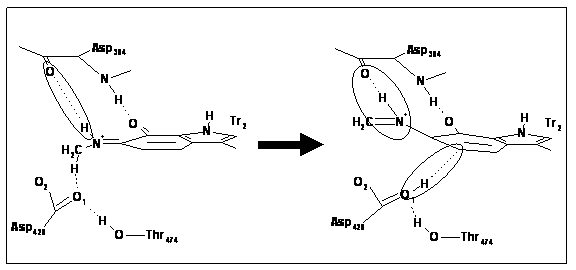 MADH proton transfer mechanism