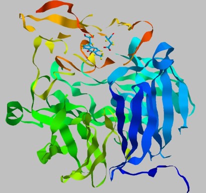 MADH protein structure