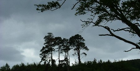 Image: trees at dusk