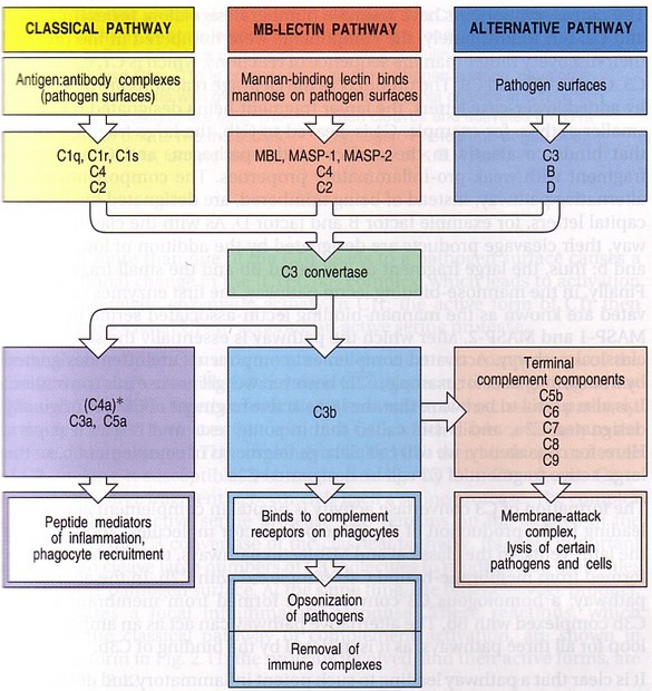 Tissue Interactions and Biocompatibility