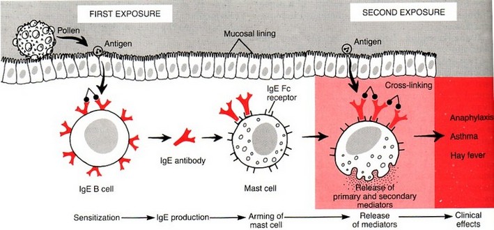 Tissue Interactions And Biocompatibility