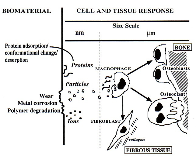 Tissue Interactions and Biocompatibility