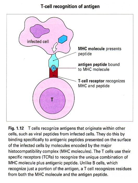 Tissue Interactions And Biocompatibility