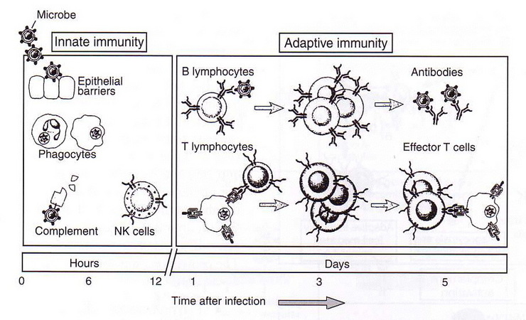 Tissue Interactions And Biocompatibility