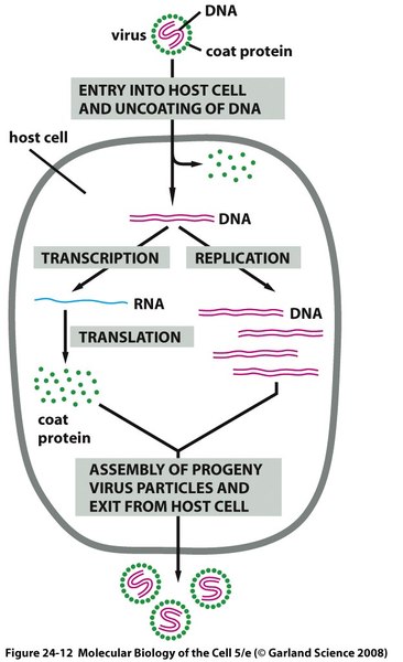 Tissue Interactions And Biocompatibility