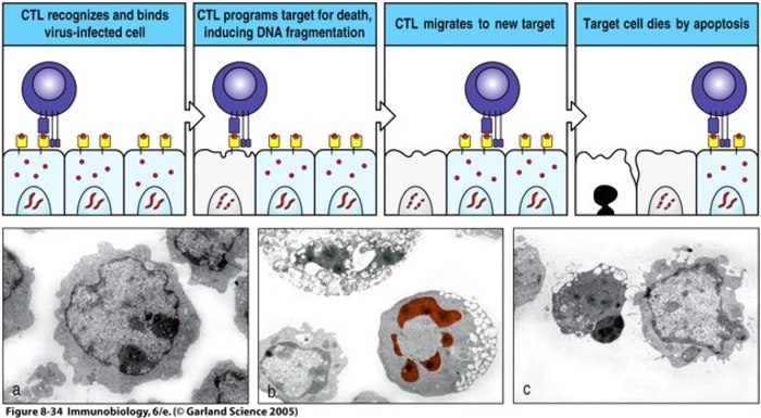 Tissue Interactions And Biocompatibility