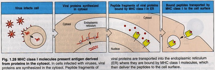 Tissue Interactions And Biocompatibility