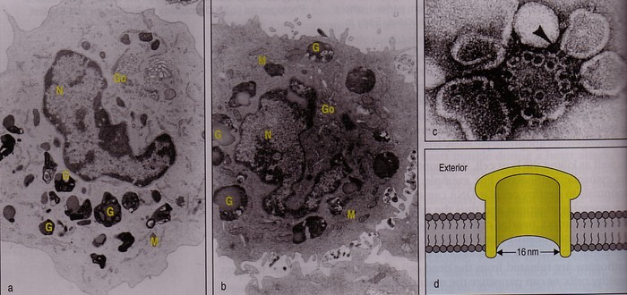 Tissue Interactions And Biocompatibility