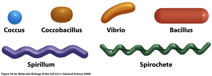 Tissue Interactions And Biocompatibility