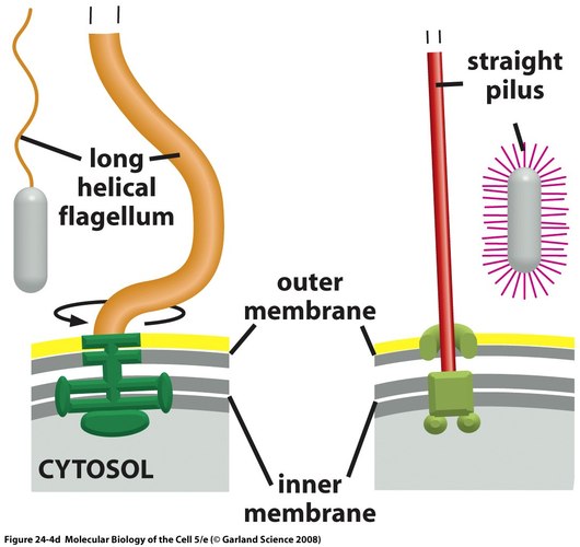 Tissue Interactions and Biocompatibility