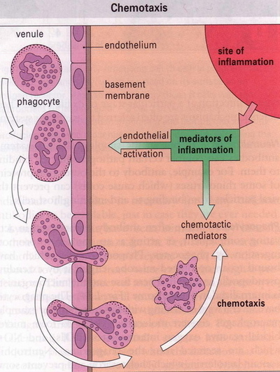 Tissue Interactions And Biocompatibility