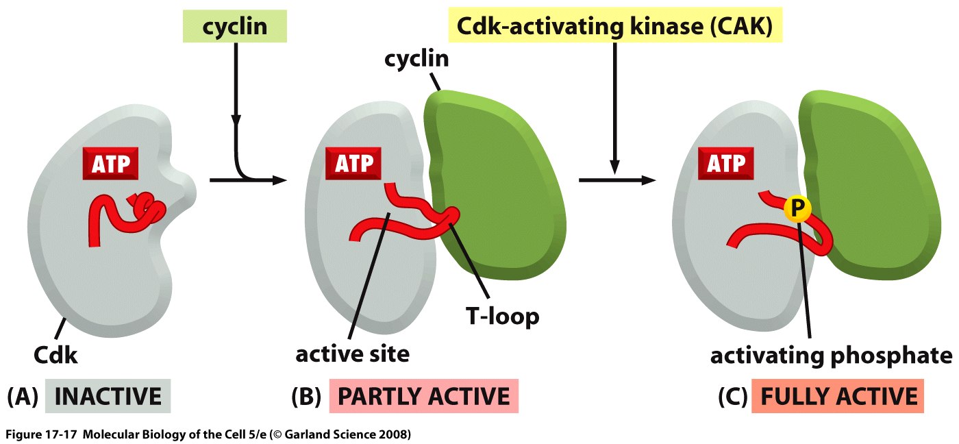 Full of activity. CDK. Циклин зависимые киназы. Cdk4. Regulation Flashcard.