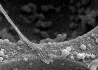 osteoblast filopodia on pore edge