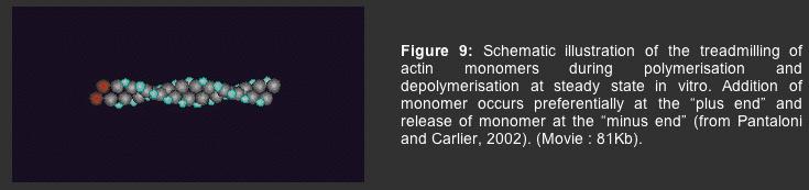 actin polymerisation, depolymerisation movie