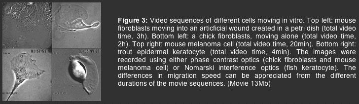 cell migration movie