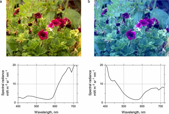 Pelargonium images