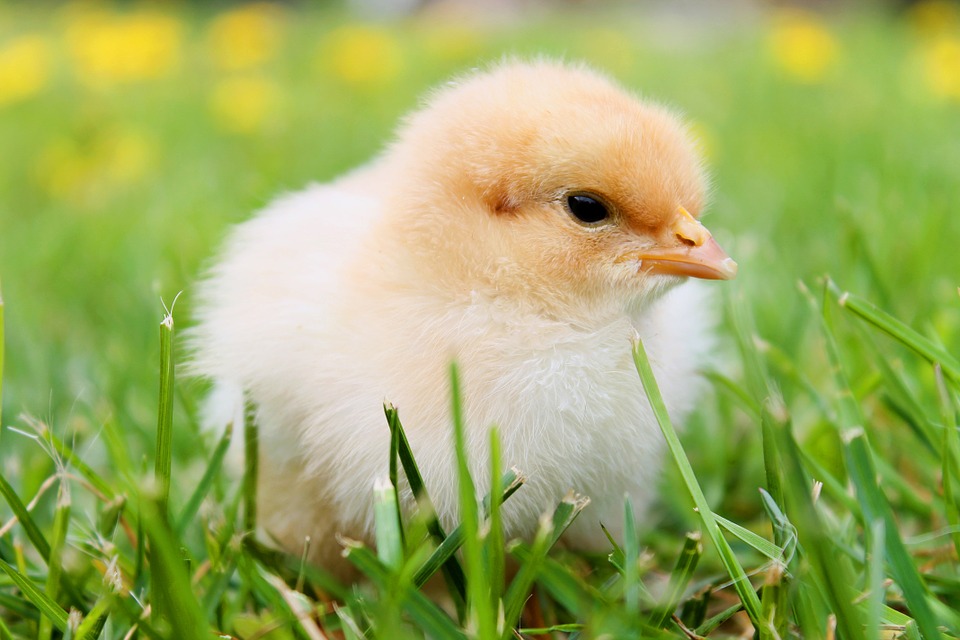 Picture of a chick, by Philipp Kleindienst