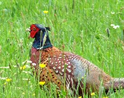 Image: a cock pheasant