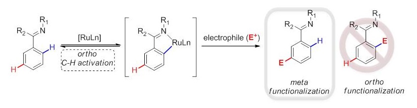 Cover image for Metalation dictates remote regioselectivity: Ruthenium-catalyzed functionalization of meta C<sub>Ar</sub>-H bonds