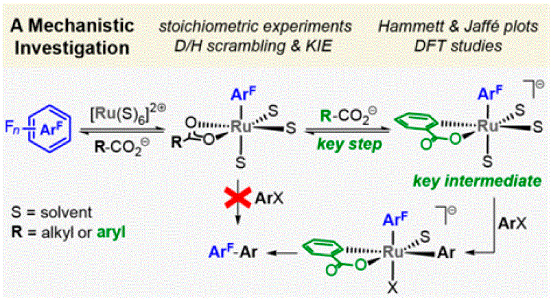 Cover image for Benzoate Cyclometalation Enables Oxidative Addition of Haloarenes at a Ru(II) Center