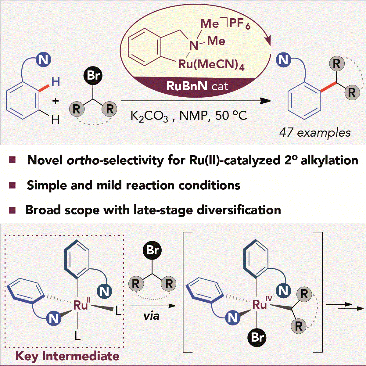 Cover image for Cyclometalated Ruthenium Catalyst Enables Ortho-Selective C–H Alkylation with Secondary Alkyl Bromides