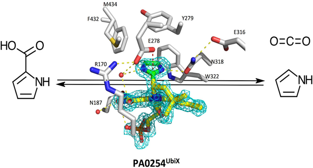 Cover image for Structure and Mechanism of Pseudomonas aeruginosa PA0254/HudA, a prFMN-Dependent Pyrrole-2-carboxylic Acid Decarboxylase Linked to Virulence