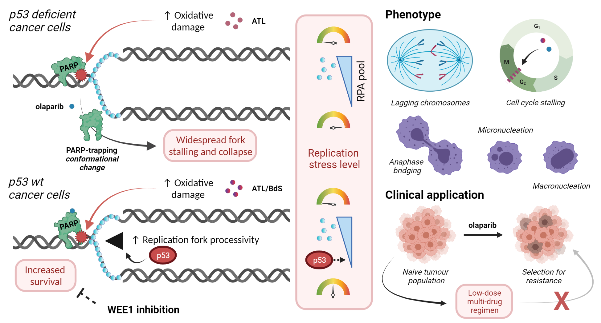 Cover image for Sesquiterpene Lactones Potentiate Olaparib-Induced DNA Damage in p53 Wildtype Cancer Cells