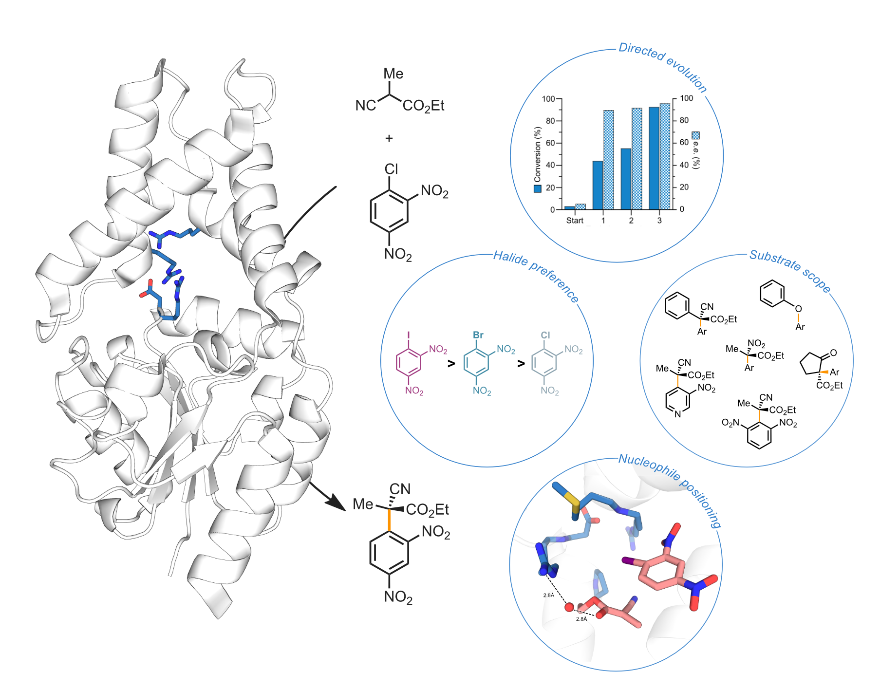 Cover image for Engineered enzymes for enantioselective nucleophilic aromatic substitutions
