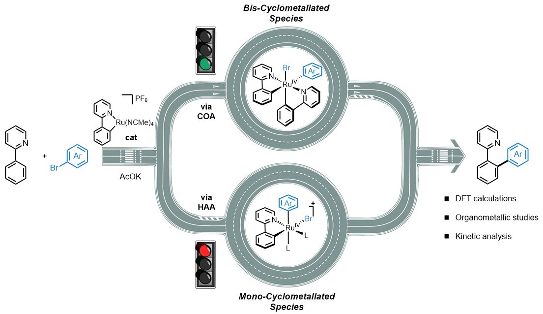 Cover image for The Mechanism of Ru-catalyzed Directed C–H Arylation of Arenes: the Key Role of Bis-Cyclometalated Intermediates