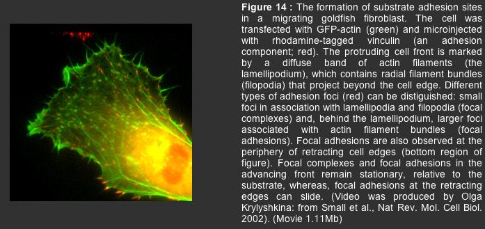 movement of focal adhesions movie