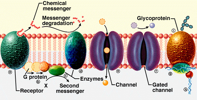 membrane receptor protein
