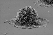 SEM image of cell on glass