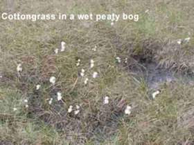 Cotton grassin a wet, peaty bog