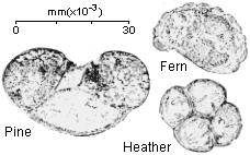 Some examples of pollen
