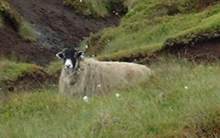 Sheep grazing the moors