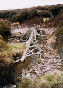 An exposed tree root
