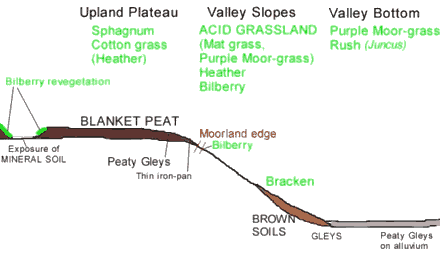 Upland transect diagram
