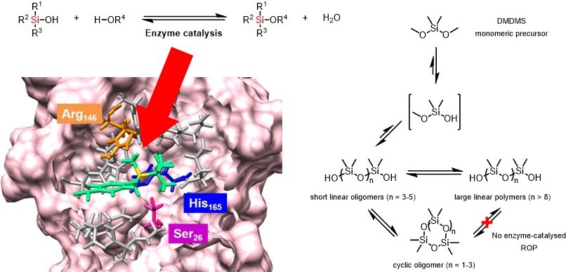 Scheme of generic silicon-oxygen bond hydrolysis and condensation, with image of modelled enzyme active site