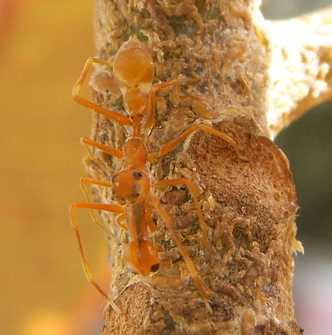 Male Myrmarachne plataleoides from Thailand.