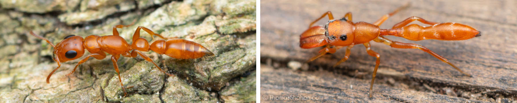 An ant in and an ant-mimicking spider in Gorongosa National Park, Mozambique