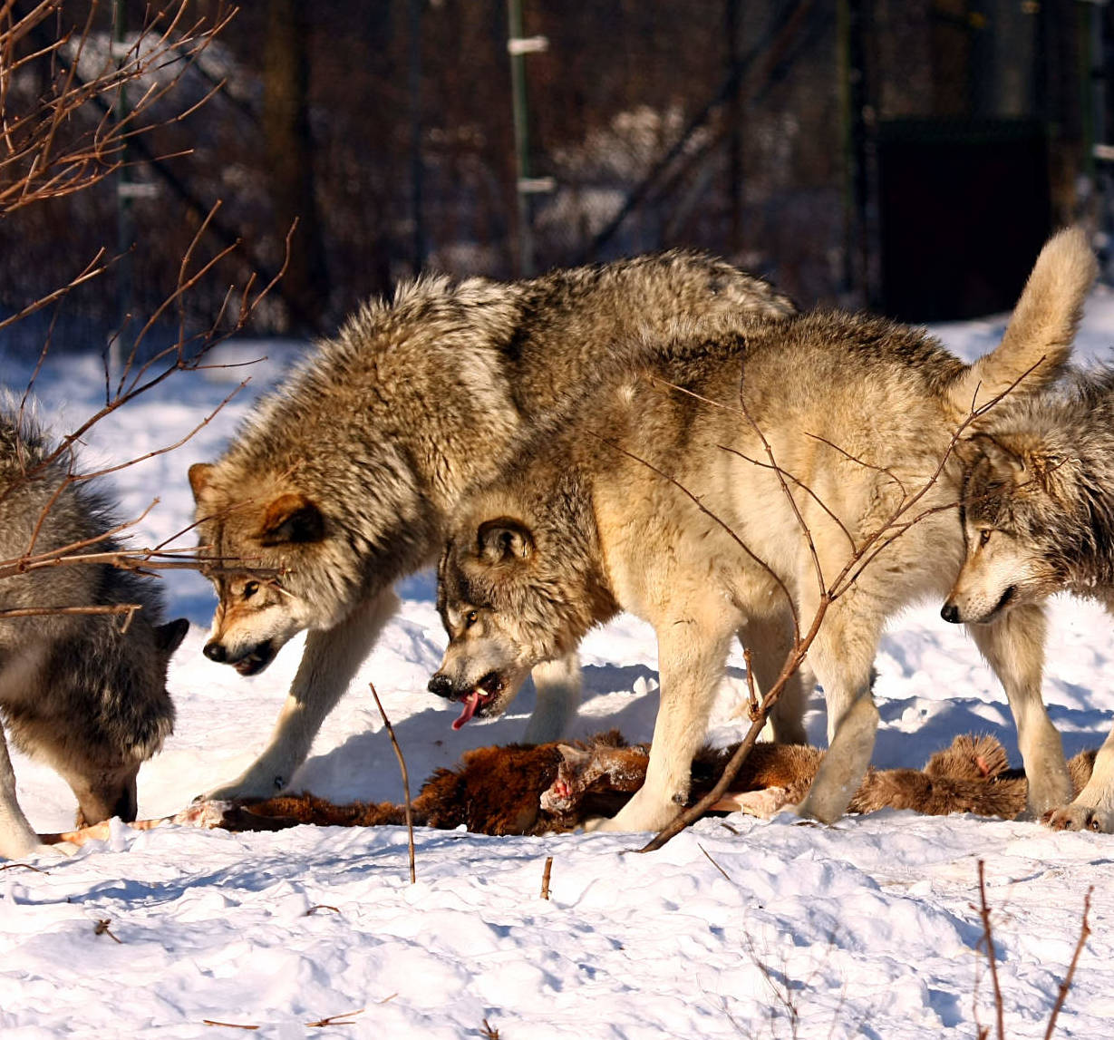 Timber wolves