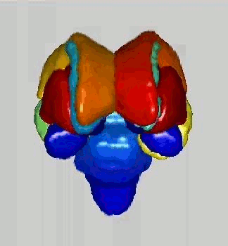 A view of the surface of some of the subcortical structures